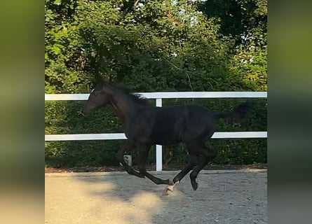 Oldenburgare, Hingst, Föl (03/2024), Rökfärgad svart