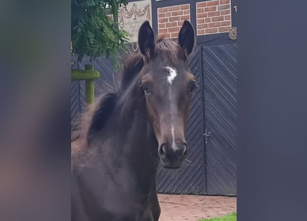 Oldenburgare, Hingst, Föl (03/2024), Rökfärgad svart