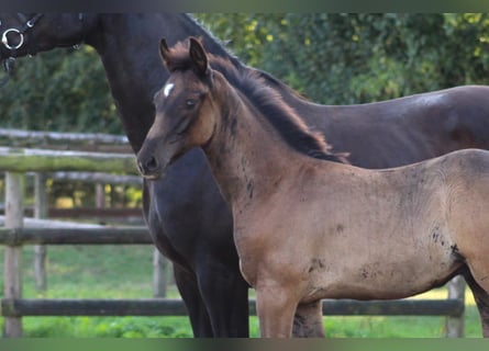 Oldenburgare, Hingst, Föl (06/2024), Svart