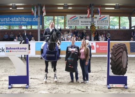 Oldenburgare, Hingst, 23 år, 174 cm, Rökfärgad svart