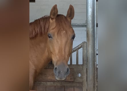 Oldenburgare, Sto, 10 år, 170 cm, fux