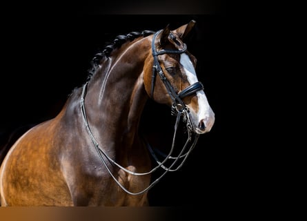 Oldenburgare, Sto, 11 år, 168 cm, Mörkbrun