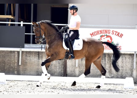 Oldenburgare, Sto, 12 år, 173 cm, Brun