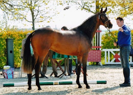 Oldenburgare, Sto, 15 år, 167 cm, Mörkbrun
