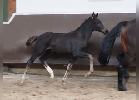 Oldenburgare, Sto, 1 år, 168 cm, Rökfärgad svart