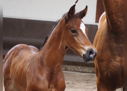 Oldenburgare, Sto, 1 år, 169 cm, Brun