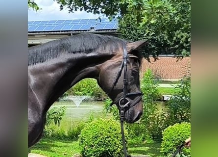 Oldenburgare, Sto, 4 år, 170 cm, Mörkbrun