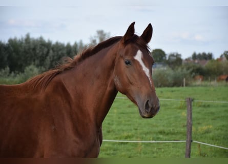 Oldenburgare, Sto, 4 år, 171 cm, fux