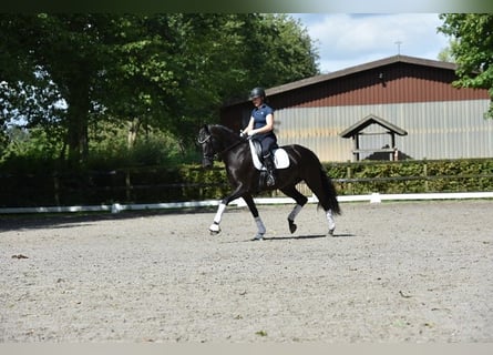 Oldenburgare, Sto, 8 år, 169 cm, Svart