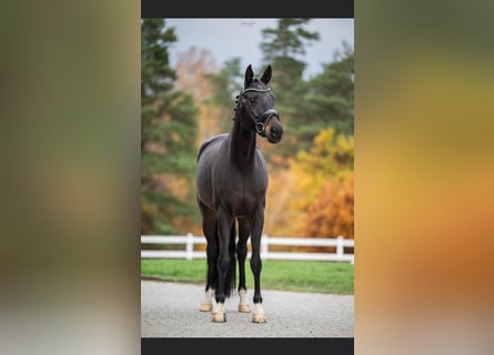 Oldenburger, Stute, 9 Jahre, 165 cm, Dunkelbrauner