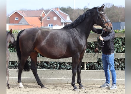 Oldenburgare, Sto, 9 år, 170 cm, Mörkbrun