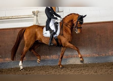 Oldenburgare, Valack, 10 år, 174 cm, fux