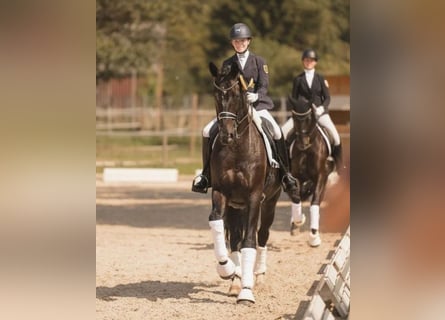 Oldenburgare, Valack, 15 år, 178 cm, Rökfärgad svart