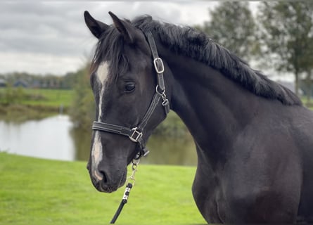 Oldenburgare, Valack, 2 år, 163 cm, Svart