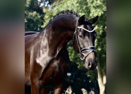 Oldenburgare, Valack, 3 år, 165 cm, Rökfärgad svart