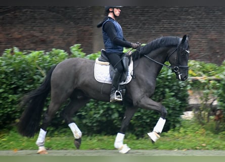 Oldenburgare, Valack, 4 år, 168 cm, Svart