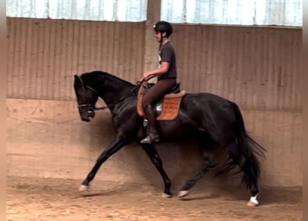 Oldenburgare, Valack, 4 år, 169 cm, Svart