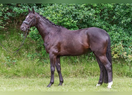 Oldenburgare, Valack, 4 år, 169 cm, Svart