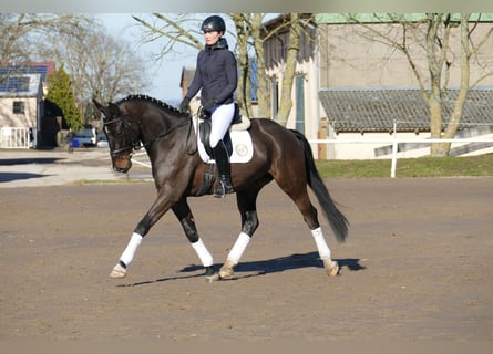 Oldenburgare, Valack, 5 år, 168 cm, Mörkbrun