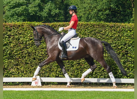 Oldenburgare, Valack, 5 år, 168 cm, Svart