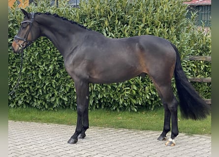 Oldenburgare, Valack, 5 år, 169 cm, Mörkbrun