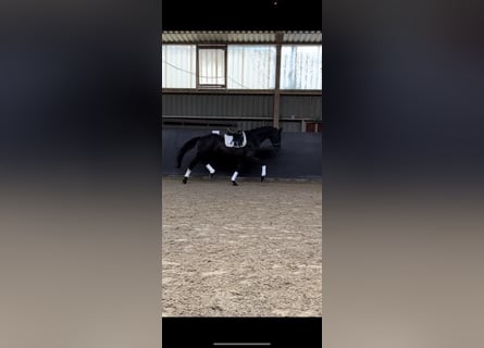 Oldenburgare, Valack, 5 år, 170 cm, Mörkbrun