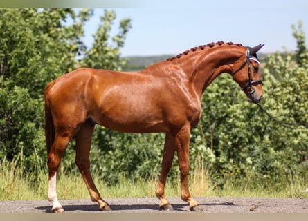 Oldenburgare, Valack, 5 år, 178 cm, fux