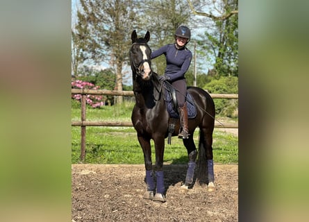 Oldenburgare, Valack, 6 år, 167 cm