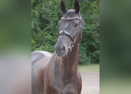 Oldenburgare, Valack, 6 år, 174 cm, Rökfärgad svart