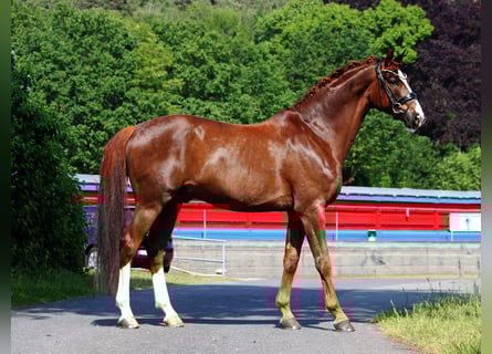 Oldenburgare, Valack, 8 år, 171 cm, fux