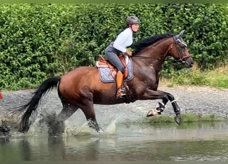 Oldenburgare, Valack, 9 år, 168 cm, Mörkbrun