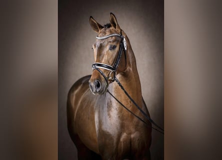 Oldenburger, Hengst, 10 Jahre, 170 cm, Dunkelbrauner
