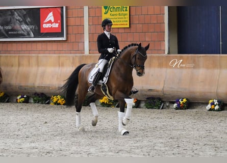 Oldenburger, Hengst, 11 Jahre, 170 cm, Brauner
