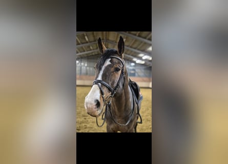 Oldenburger, Hengst, 11 Jahre, 174 cm, Brauner