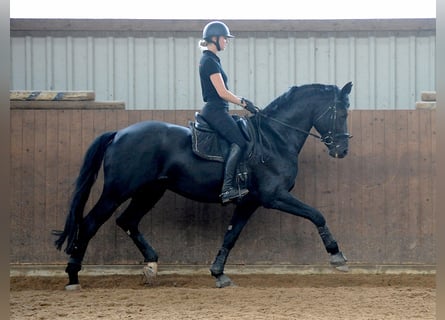 Oldenburger, Hengst, 12 Jahre, 171 cm, Rappe