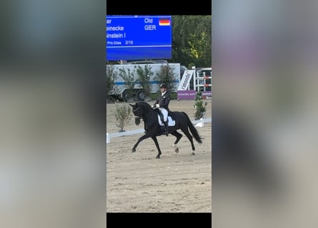 Oldenburger, Hengst, 15 Jahre, 168 cm, Rappe