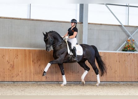 Oldenburger, Hengst, 18 Jaar, 167 cm, Zwart