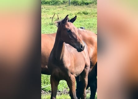 Oldenburger, Hengst, 1 Jaar, 145 cm, Bruin