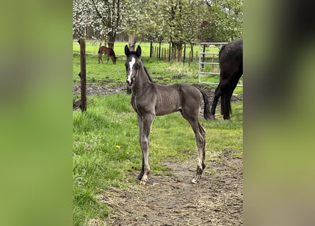 Oldenburger, Hengst, 1 Jaar, 168 cm, Zwart
