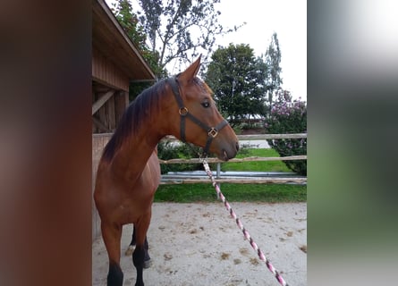 Oldenburger, Hengst, 1 Jaar, 170 cm, Bruin