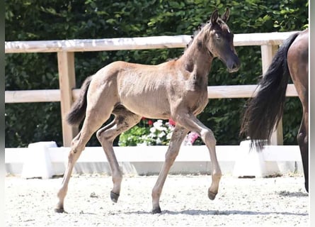 Oldenburger, Hengst, 1 Jaar, 170 cm, Zwart