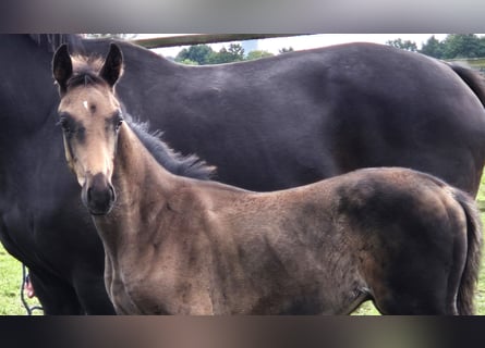 Oldenburger, Hengst, 1 Jaar, 170 cm, Zwartbruin