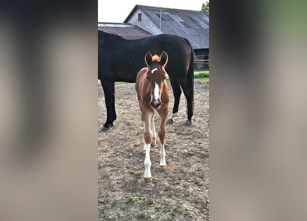 Oldenburger, Hengst, 1 Jaar, 173 cm, Donkere-vos
