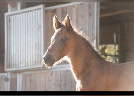 Oldenburger, Hengst, 1 Jaar, 174 cm, Bruin