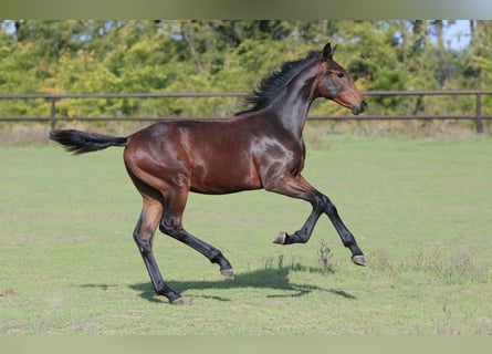 Oldenburger, Hengst, 1 Jaar, 175 cm, Bruin