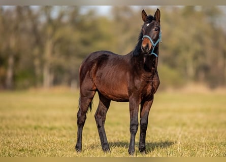 Oldenburger, Hengst, 1 Jaar, 175 cm, Donkerbruin