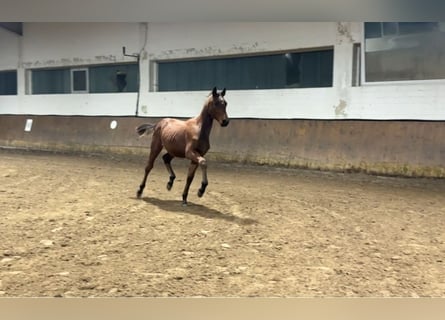 Oldenburger, Hengst, 1 Jaar, Bruin