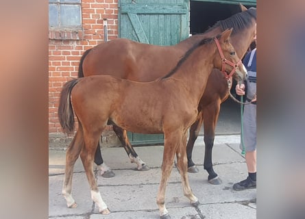 Oldenburger, Hengst, 1 Jaar, Bruin