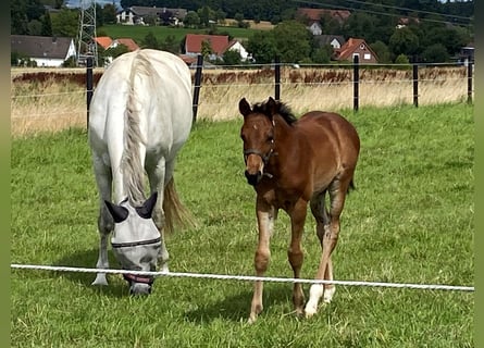 Oldenburger, Hengst, 1 Jaar, Bruin