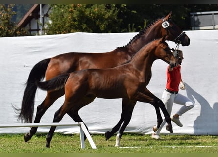 Oldenburger, Hengst, 1 Jaar, Donkerbruin